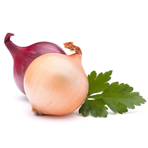 CEBOLLA – SLA