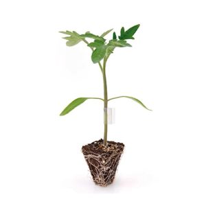 PORTAINJERTOS TOMATE